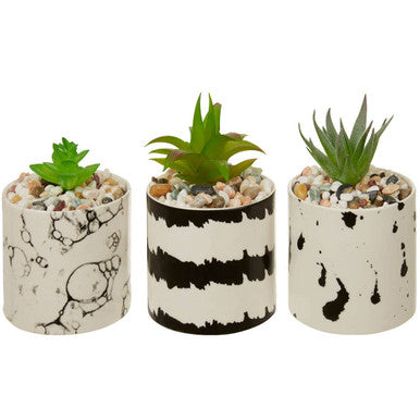 Mimo Set Of 3 White And Black Succulents