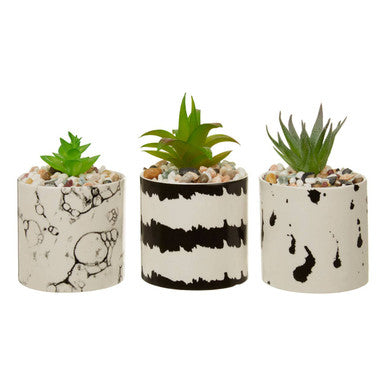 Mimo Set Of 3 White And Black Succulents