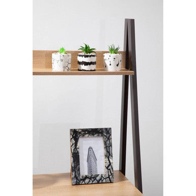 Mimo Set Of 3 White And Black Succulents