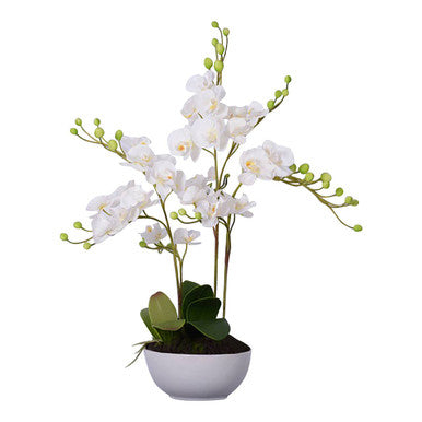 White orchid plant in a pot on a white background