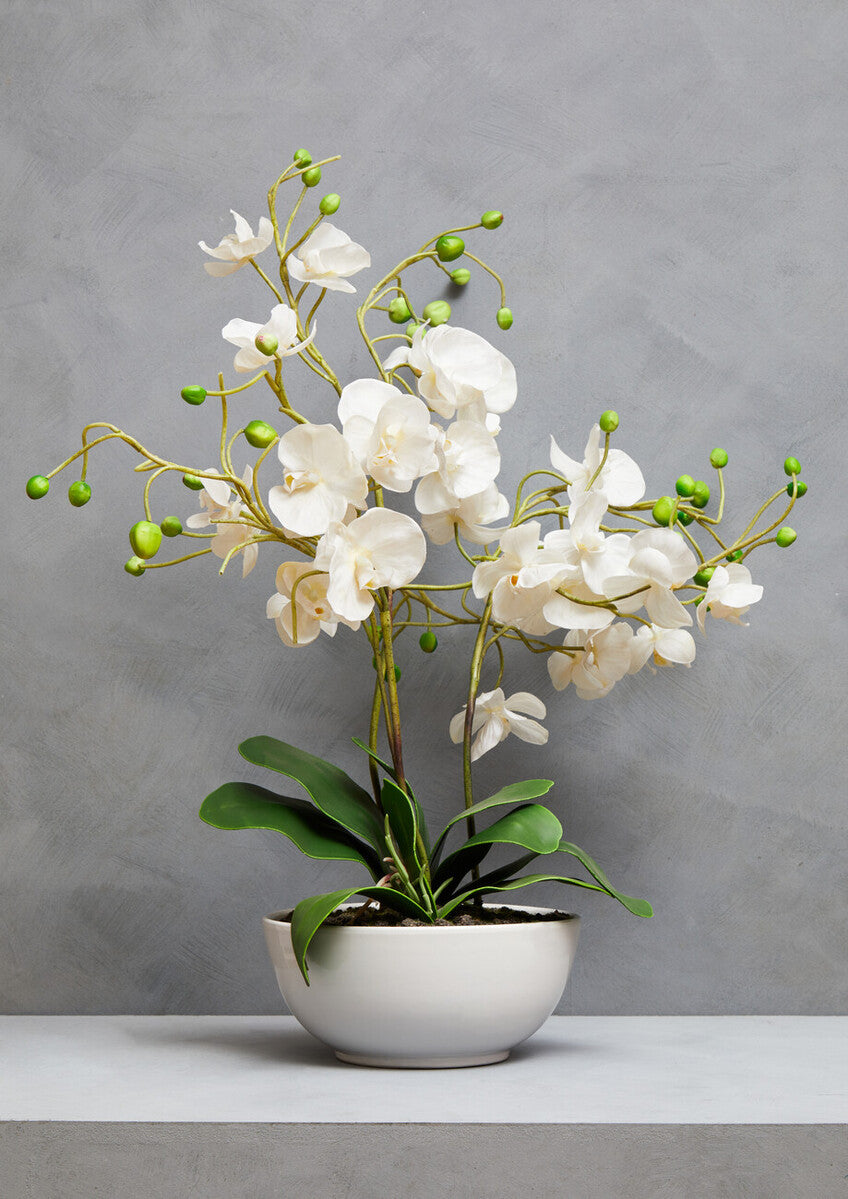 Fiori White Orchid Plant With White Pot
