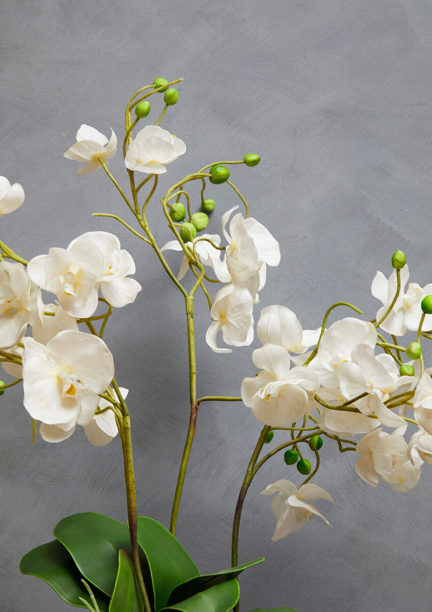 Fiori White Orchid Plant With White Pot