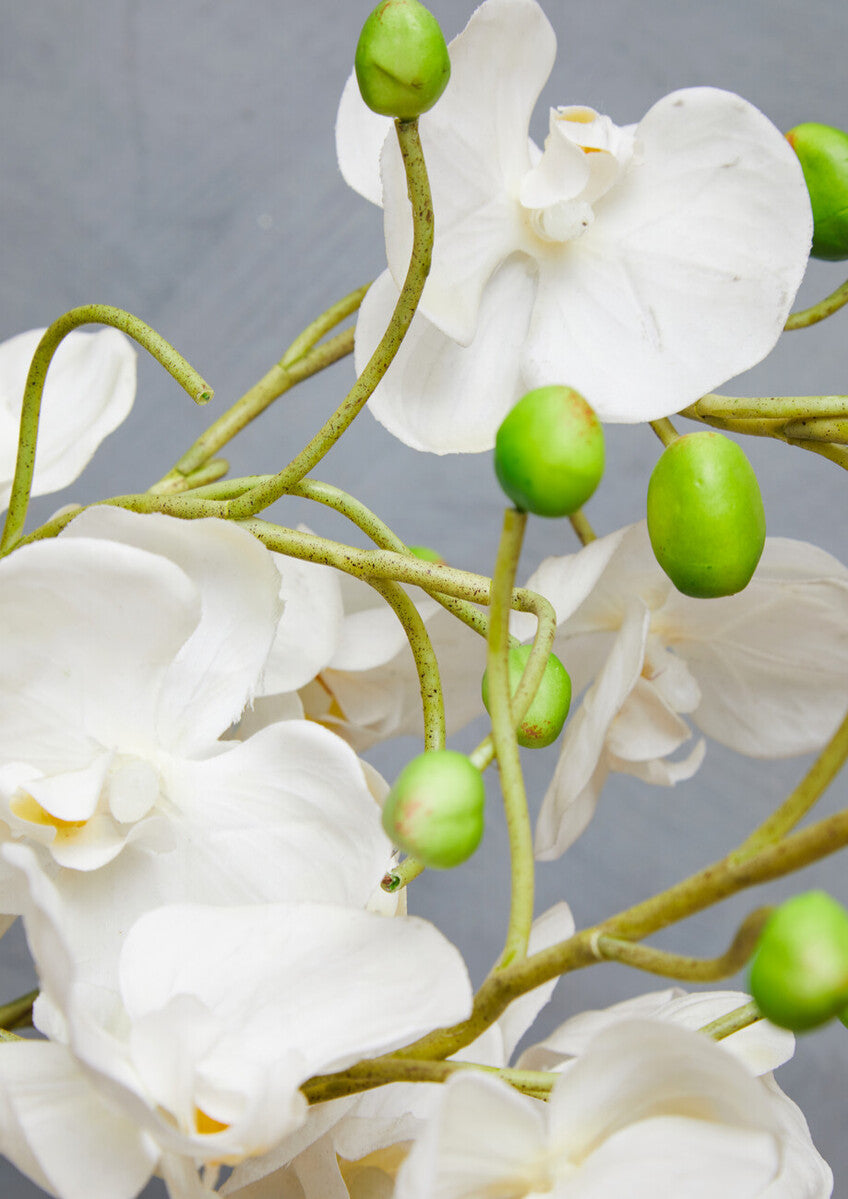 Fiori White Orchid Plant With White Pot