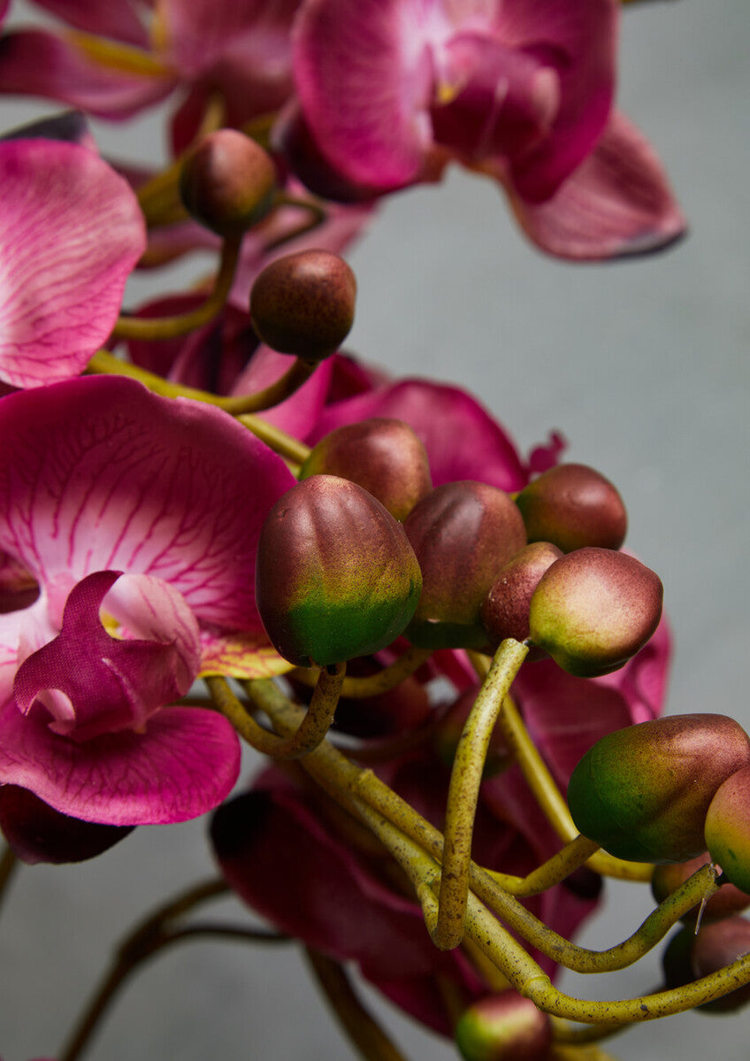 Fiori Purple Orchid Plant With Black Pot