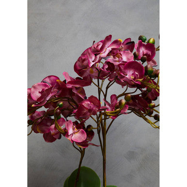 Fiori Purple Orchid Plant With Black Pot