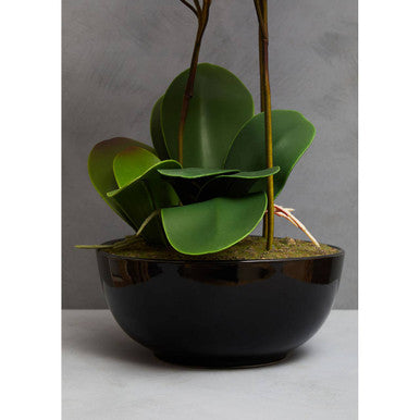 Fiori Purple Orchid Flowers in Black Pot