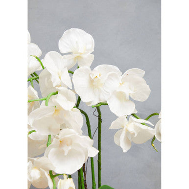Fiori White Orchid Flowers in Round Silver Pot