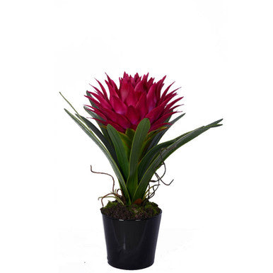 Potted plant with a vibrant pink flower on a white background