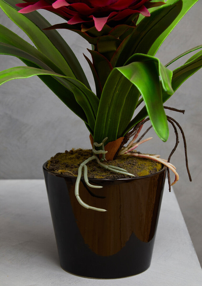 Fiori Pink Tropical Plant with Black Ceramic Pot