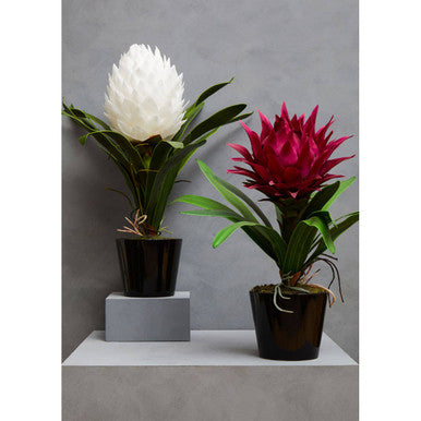 Fiori Pink Tropical Plant with Black Ceramic Pot