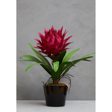 Potted plant with a bright pink flower against a gray background