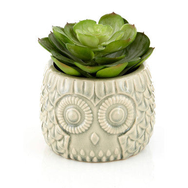 Green succulent in an owl-shaped ceramic pot on a white background