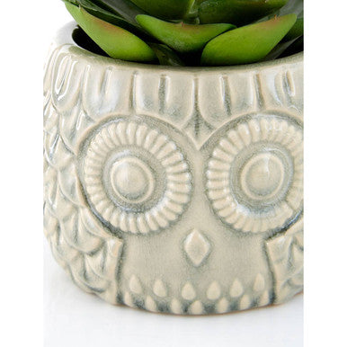 Fiori Large Succulent in Grey Ceramic Owl Pot