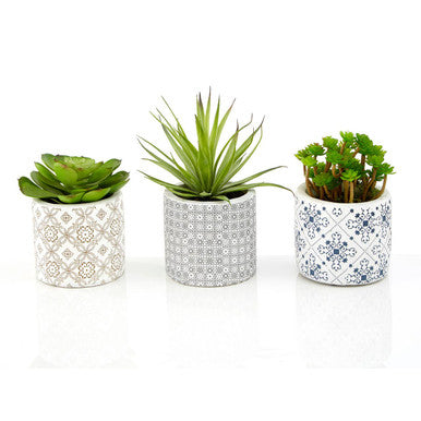 Fiori Set of 3 Succulents in Henna Ceramic Pots