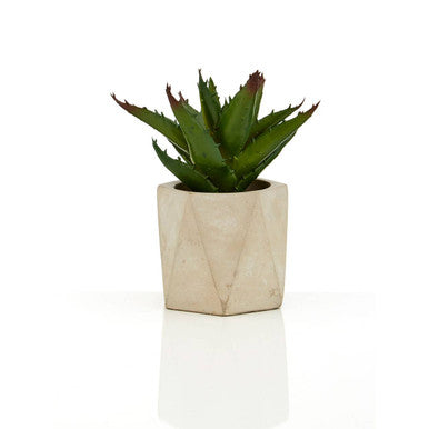 Fiori Set of 3 Succulents in Geo Cement Pots - image 3