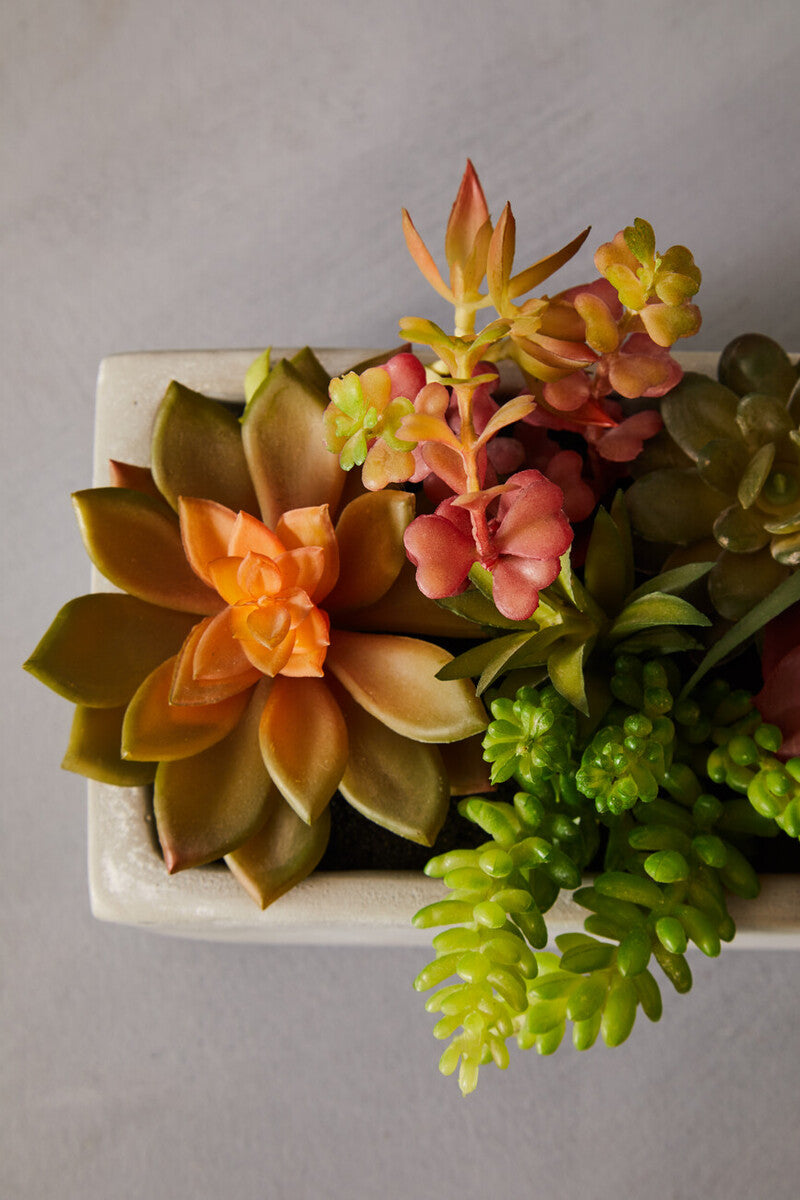 Fiori Mixed Succulents with Cement Pot