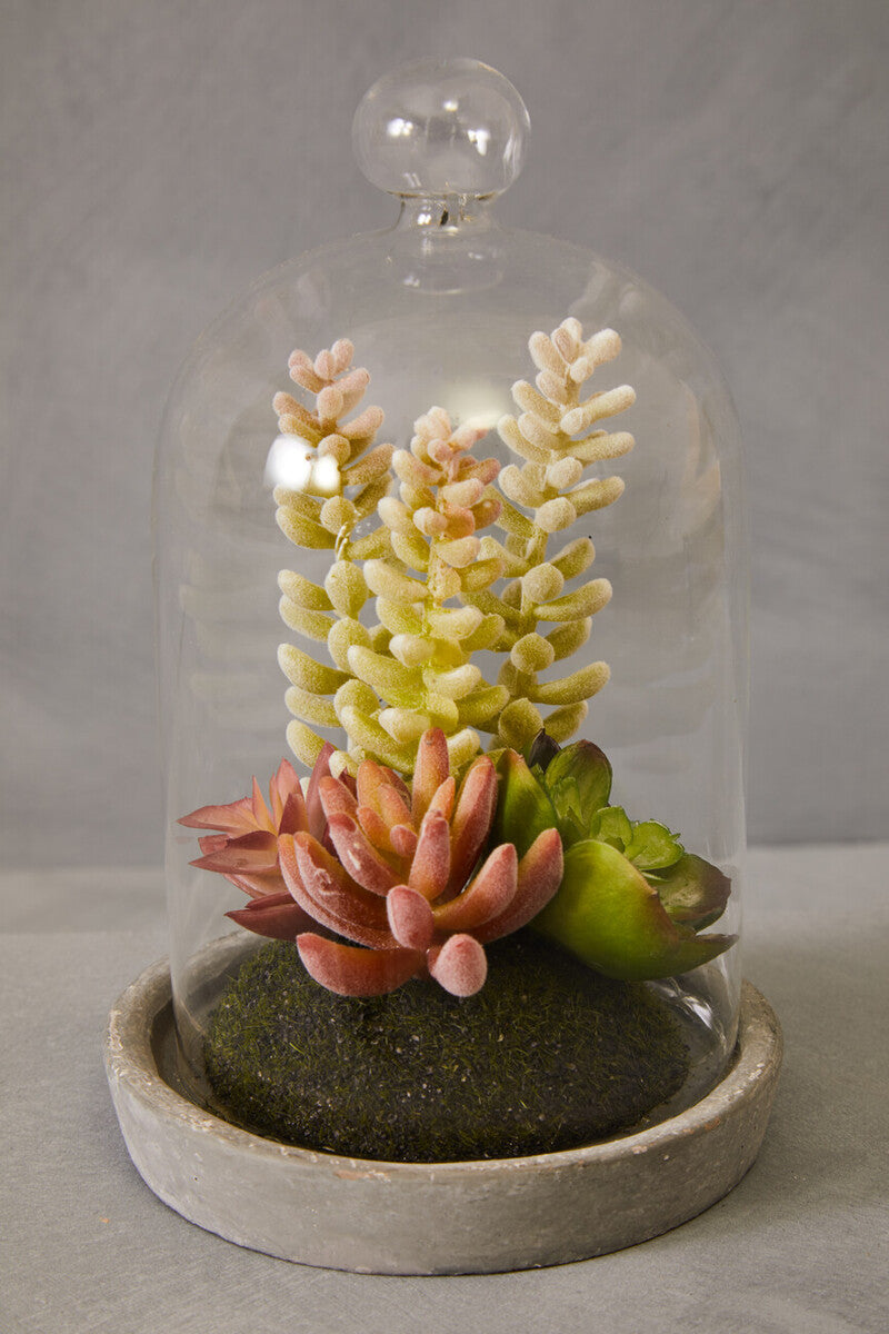 Fiori Small Succulent Dome With Cement Base