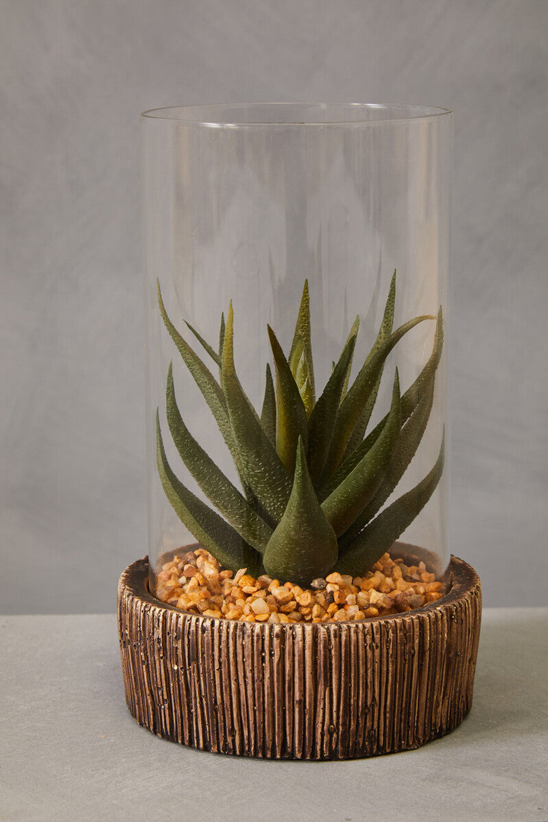 Cylindrical glass vase with aloe vera plant on a textured surface
