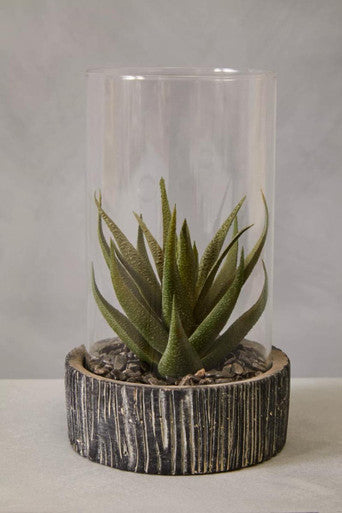 Fiori Small Succulent with Black Stone Base