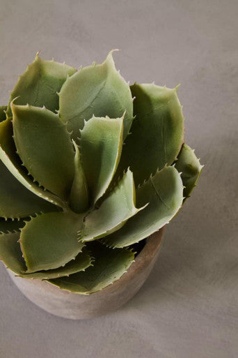 Fiori Large Succulent with Cement Pot