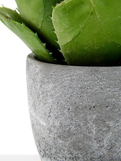 Fiori Large Succulent with Cement Pot