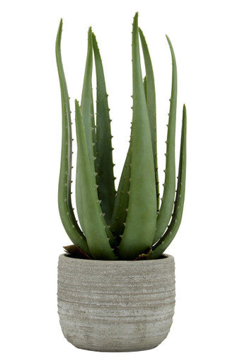 Fiori Large Aloe Vera with Cement Pot
