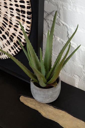 Fiori Large Aloe Vera with Cement Pot