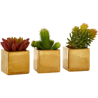 Set of 3 Mini Succulents Fiori with Gold Pot