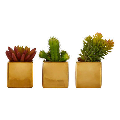 Fiori Set of 3 Mini Succulents with Gold Pot
