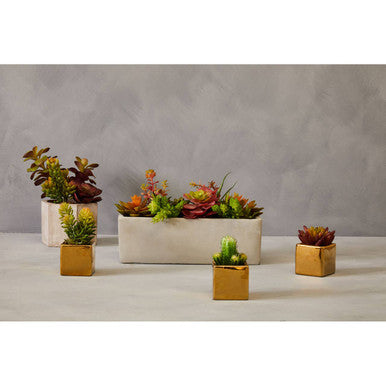 Fiori Set of 3 Mini Succulents with Gold Pot