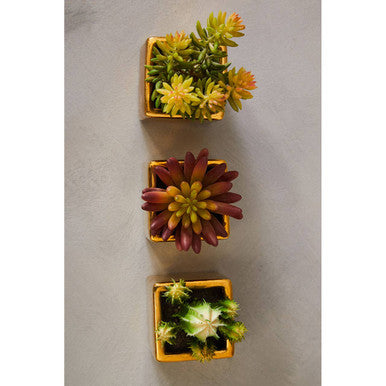 Set of 3 Mini Succulents Fiori with Gold Pot