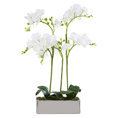 White orchid plant in a rectangular pot on a white background