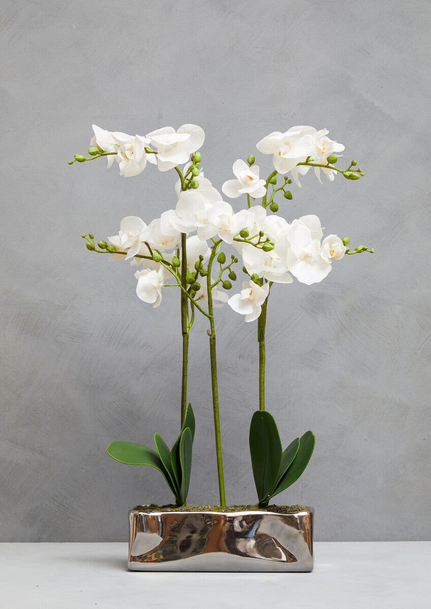 Fiori White Orchid Plant in Rectangular Pot