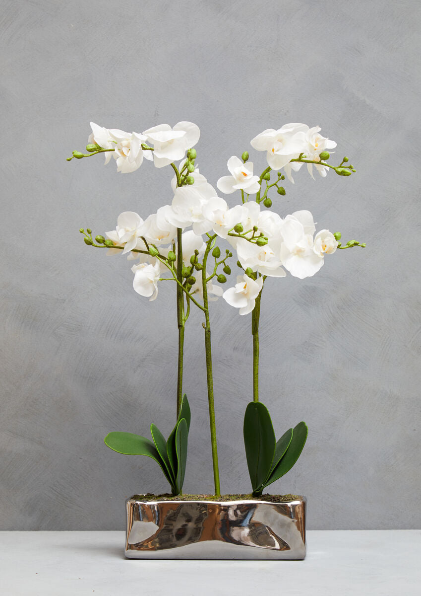 White orchids in a silver vase on a gray background