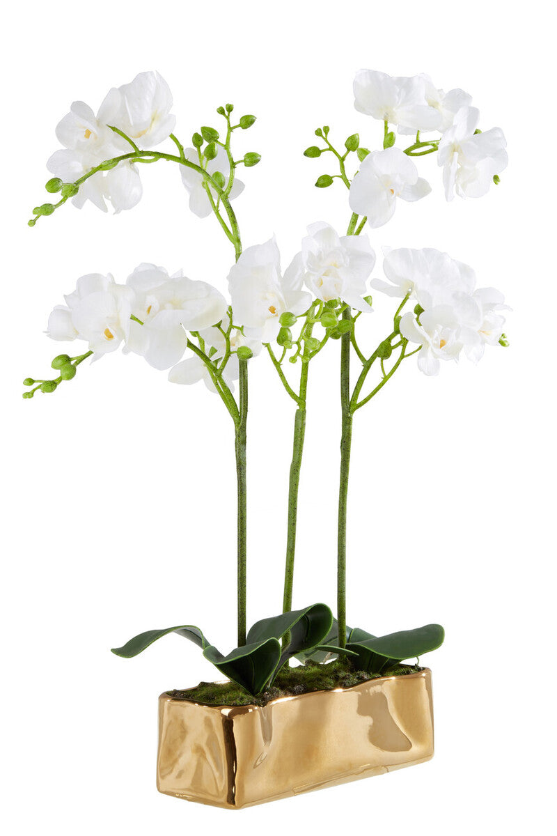 Fiori White Orchid Plant With Gold Finish Pot - Image 3
