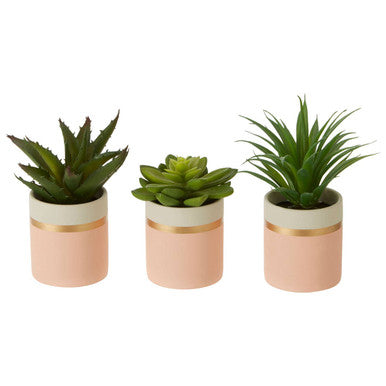 Fiori Set Of 3 Pink Pot Succulents