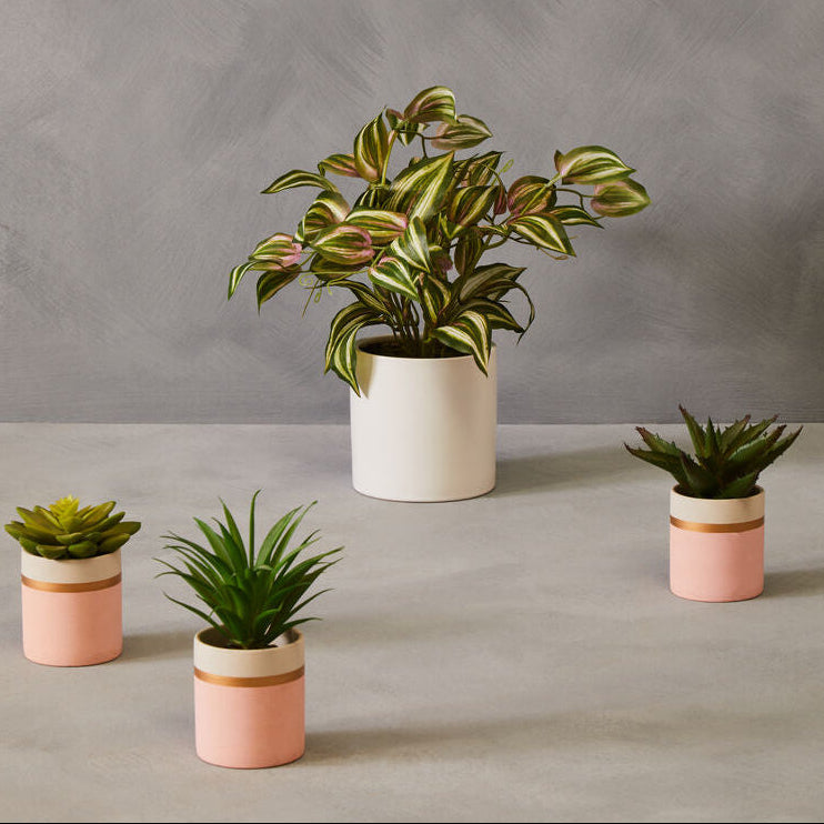 Five potted plants on a gray surface with a gray background