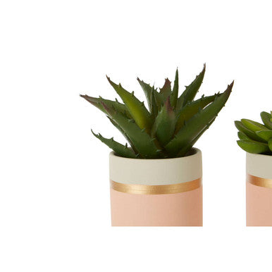 Fiori Set Of 3 Pink Pot Succulents