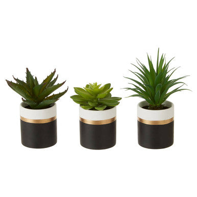 Fiori Set Of 3 Black Pot Succulents - image 3