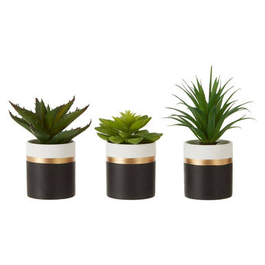 Fiori Set Of 3 Black Pot Succulents
