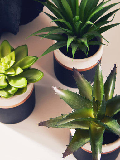 Fiori Set Of 3 Black Pot Succulents