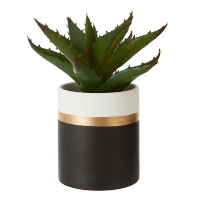 Fiori Set Of 3 Black Pot Succulents