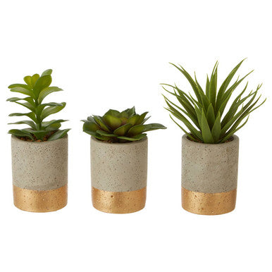 Fiori Set Of 3 Grey Pot Succulents