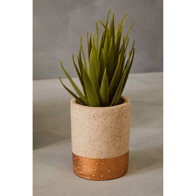 Fiori Set Of 3 Grey Pot Succulents