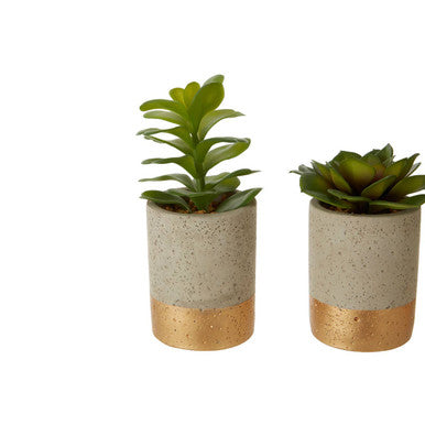 Fiori Set Of 3 Grey Pot Succulents