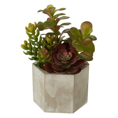 Fiori Mixed Succulent - image 3