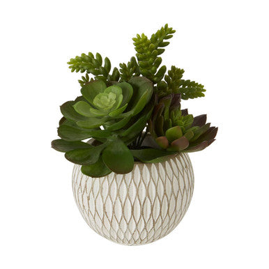 Fiori White Round Pot Mixed Succulent - image 3