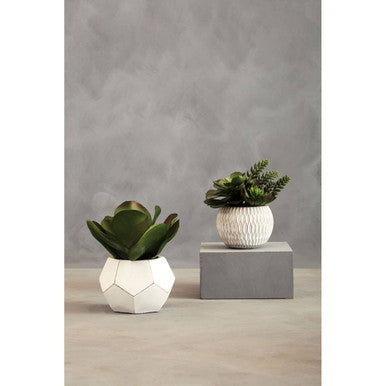 Fiori White Round Pot Mixed Succulent - image 6