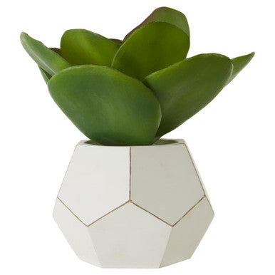 Fiori White Cement Pot Succulent
