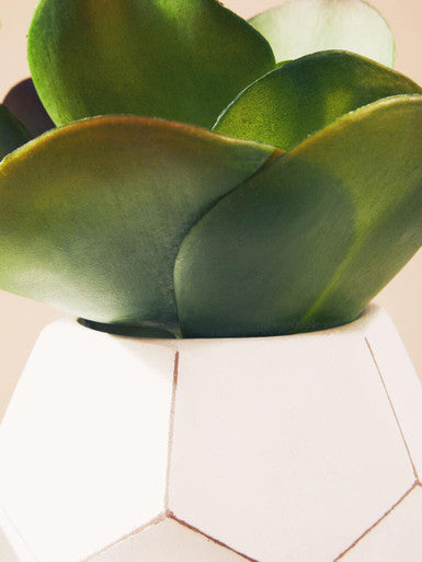 Fiori White Cement Pot Succulent